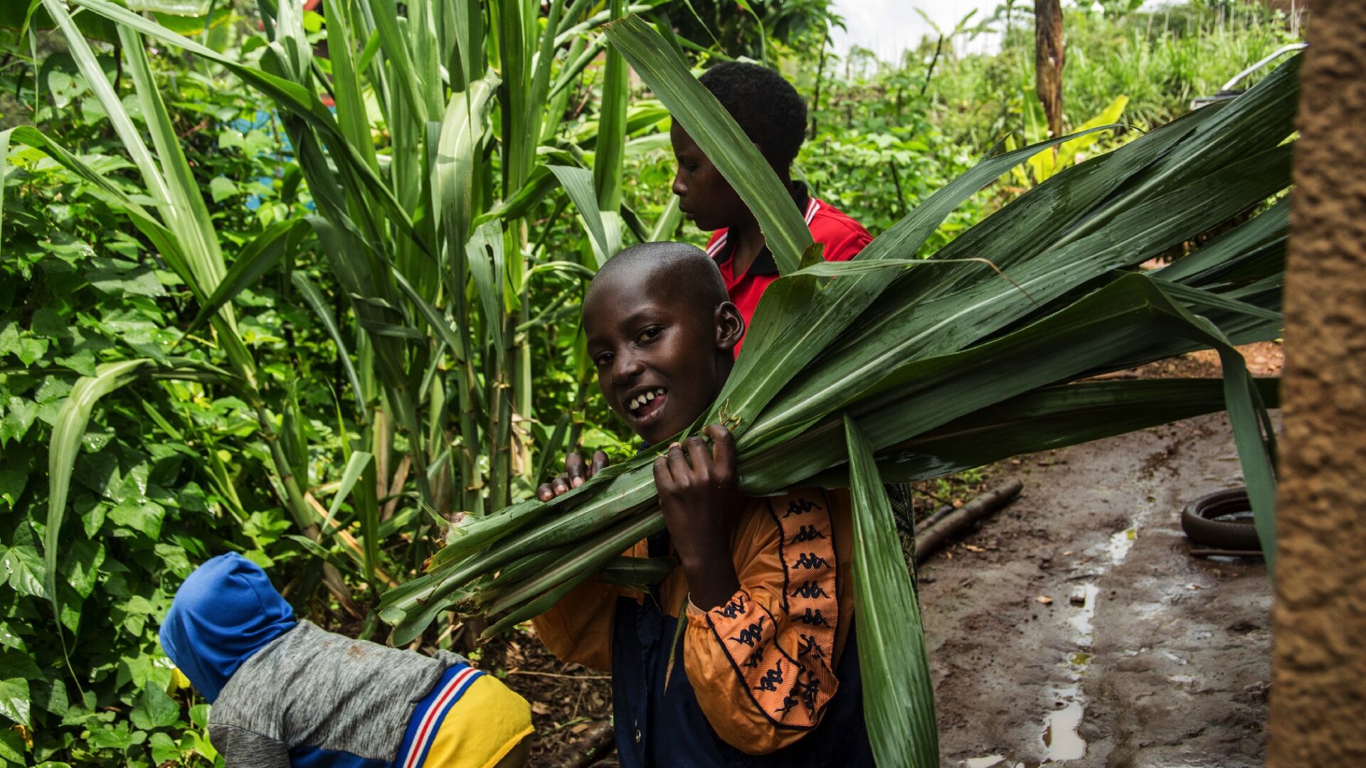 A Rwandan girl turns to smile at the camera whilst holding long green leafy plants on her shoulder, against a backdrop of the same crop