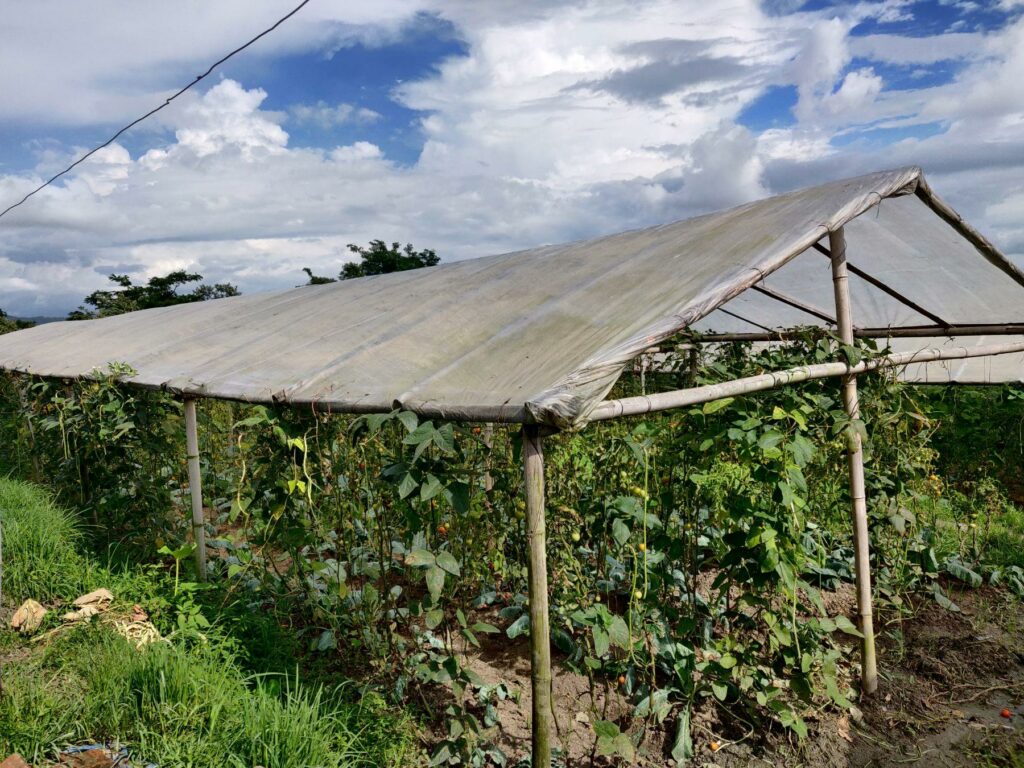 A smallholding tomato farm with plants growing under a plastic awning in Nepal